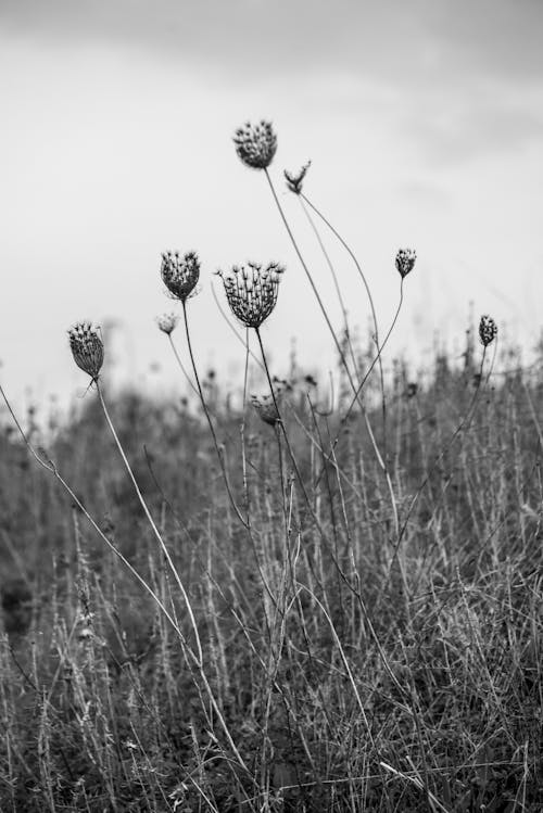 Dry Wild Carrot flowers in the grass