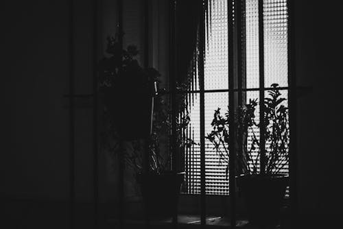 Matted window with light inside and plants in the window sill