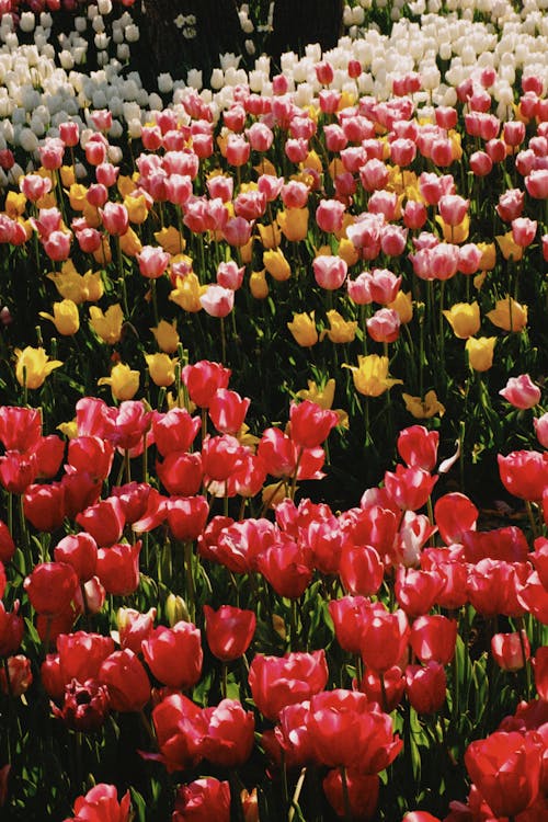 A field of tulips with many different colors