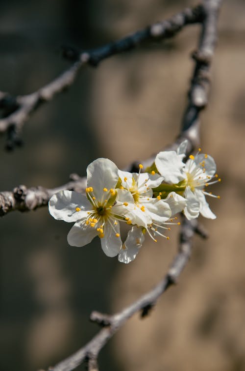 Základová fotografie zdarma na téma bílé květy, detail, flóra