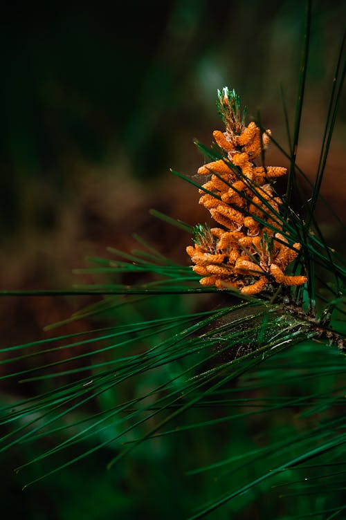 Gratis stockfoto met biologisch, Bos, groen