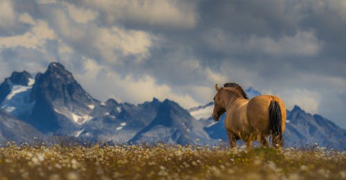 Montañas y caballo en paz