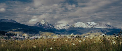 Bahía de Ushuaia y flores