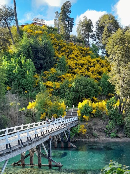 Immagine gratuita di alberi, fiume, passerella pedonale