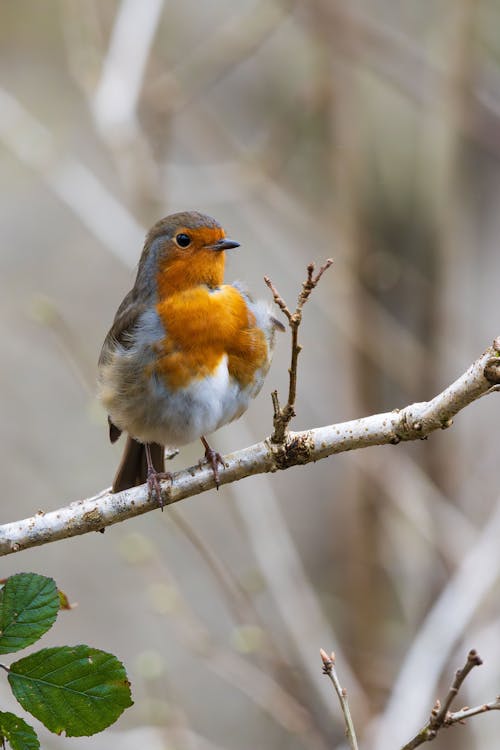 A small bird sitting on a branch with leaves