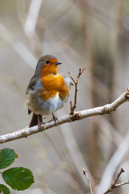 Free Close-up of a European robin on a branch in Ystradfellte, Wales, showcasing its vibrant orange breast. Stock Photo
