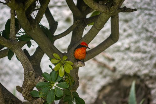 Free pájaro rojo  Stock Photo