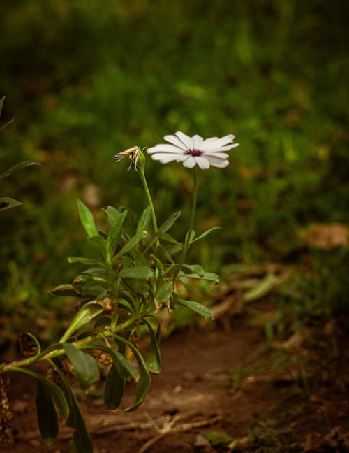 Imagine de stoc gratuită din câmp, flori minuscule, iubitor de natura