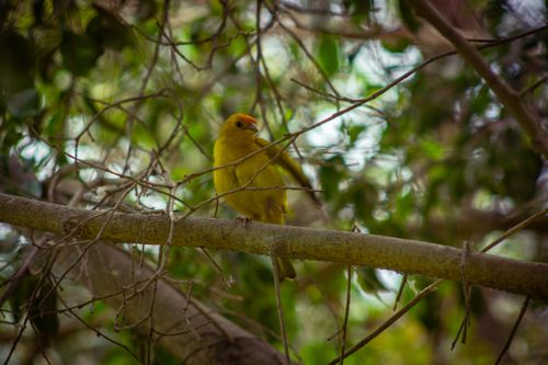 Free ave en arbol Stock Photo