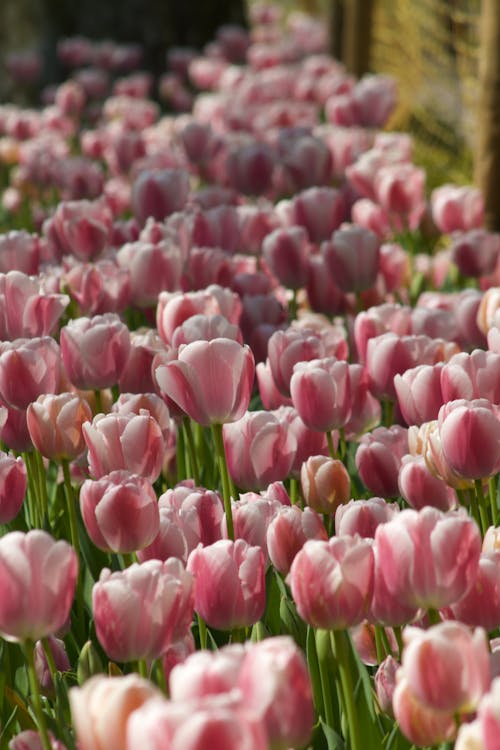 A field of pink tulips with green grass