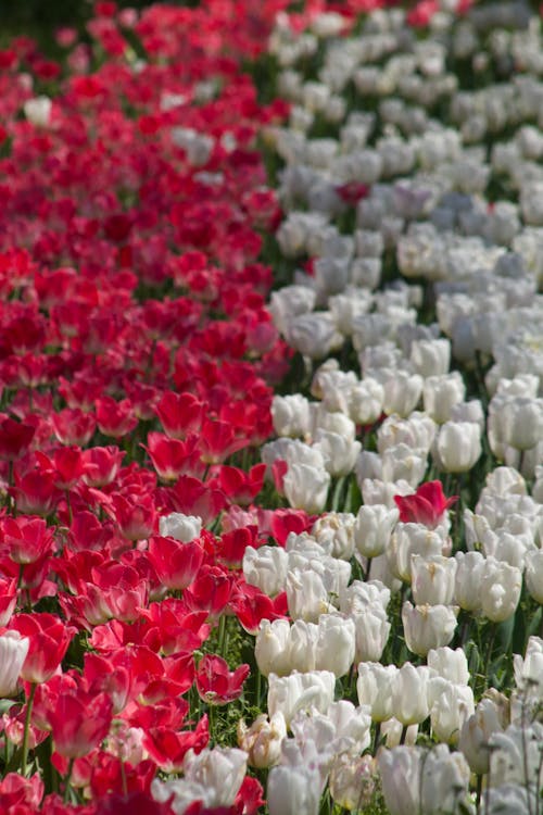 Tulips in a Field