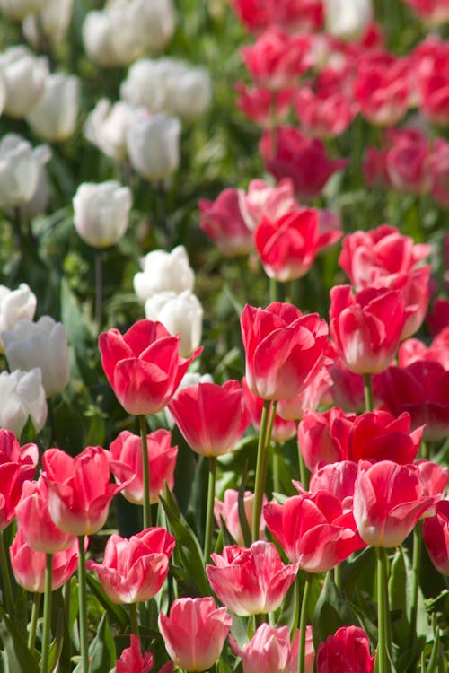 A field of red and white tulips with green grass