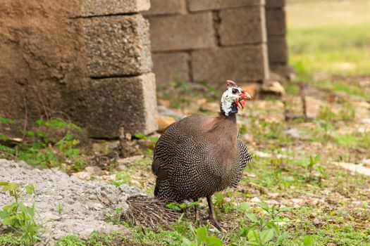 Helmeted guineafowl standing near rustic stone wall on a farm.