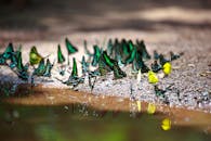 水边的沙地上聚集着色彩缤纷的蝴蝶