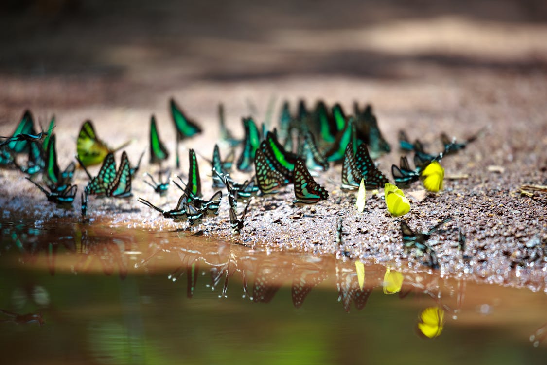Butterflies near a water body