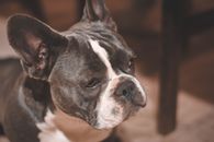 可爱的法国斗牛犬在室内放松，表情温柔而专注