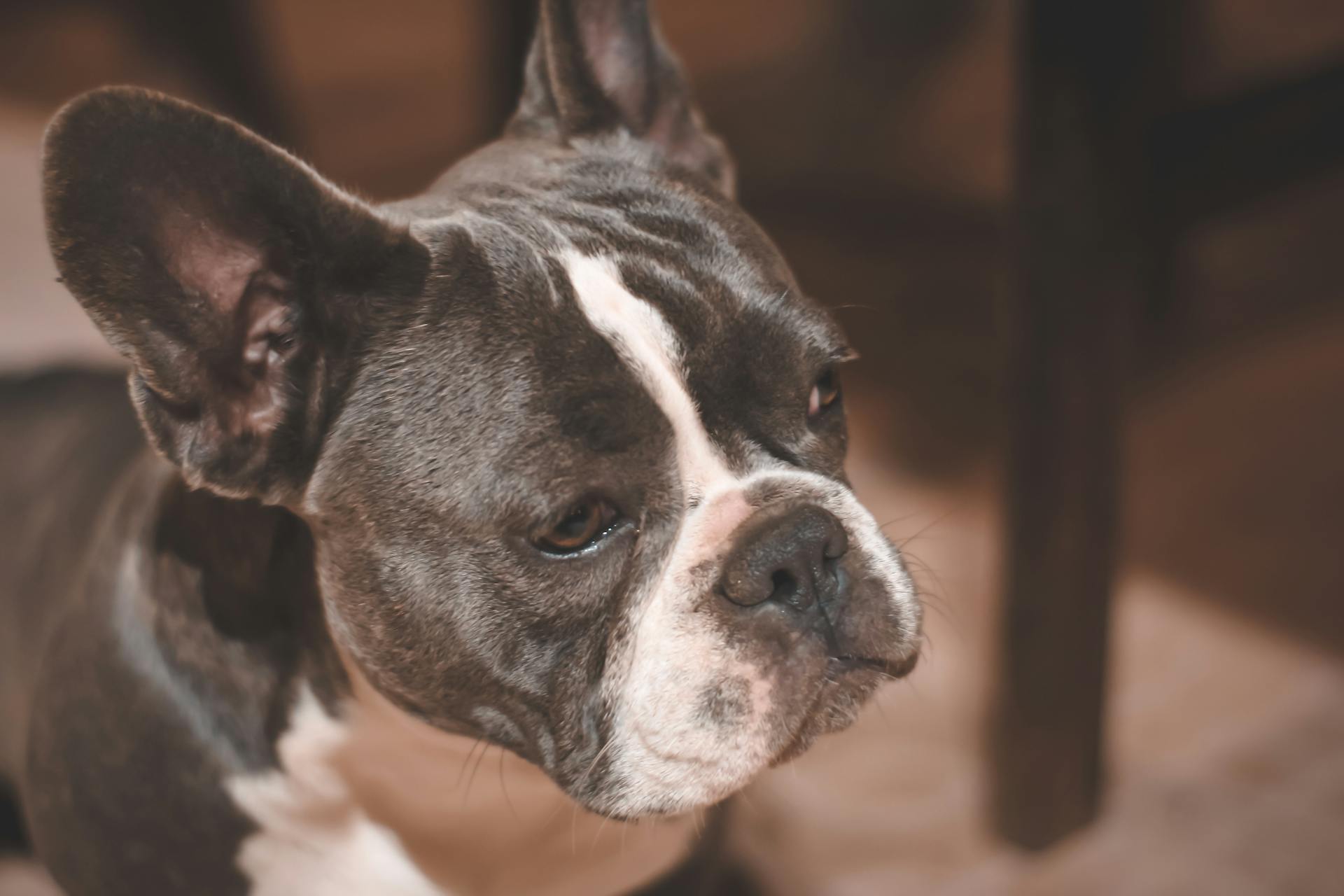 Een close-upfoto van een Franse bulldog