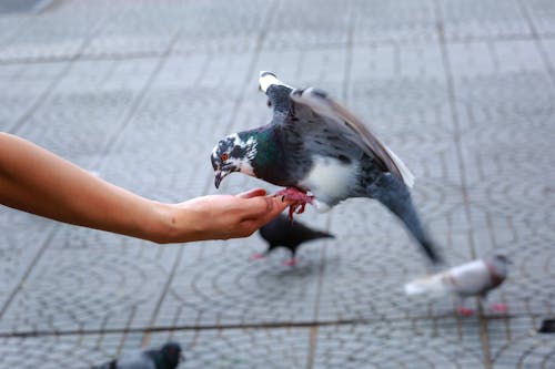 鴿子棲息在人的手上的照片