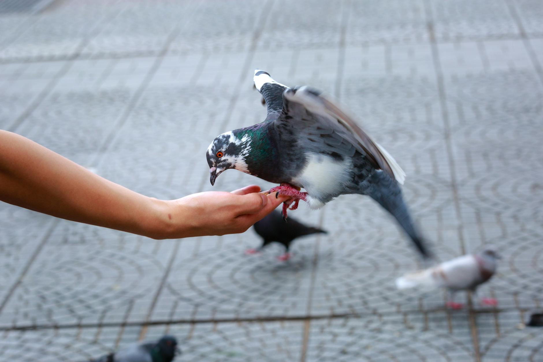 pigeon on a person hand 