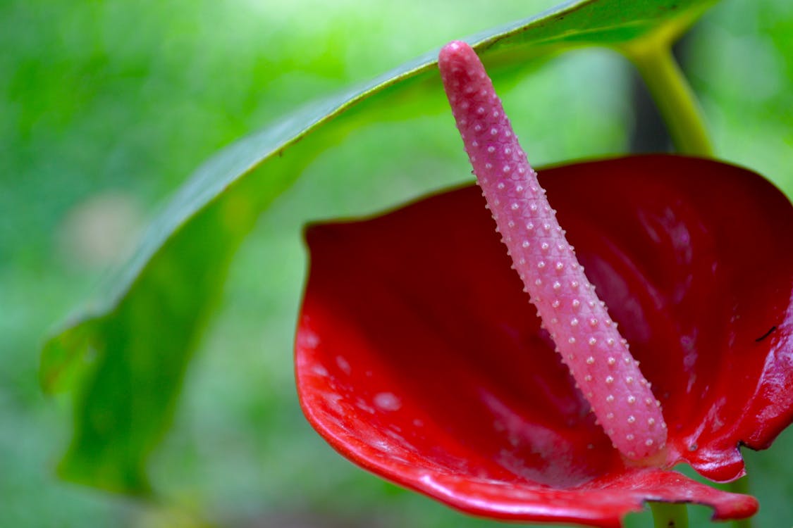 Základová fotografie zdarma na téma anthurium, červené kytky, kytka