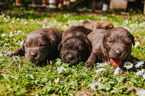 Free Drie Bruin Gecoate Puppy's Stock Photo