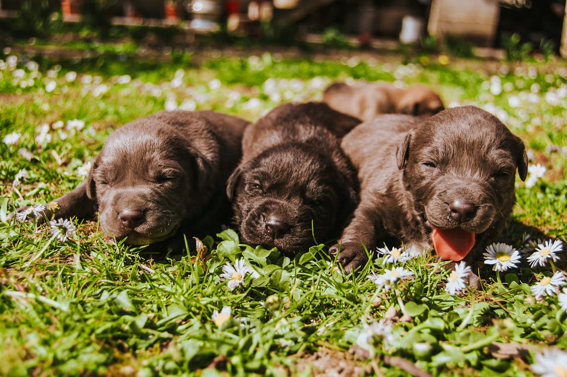 Free Tres Cachorros De Pelo Marrón Stock Photo