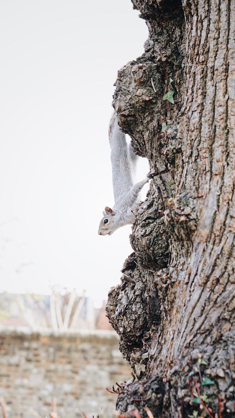 Grey Squirrel On Tree Trunk