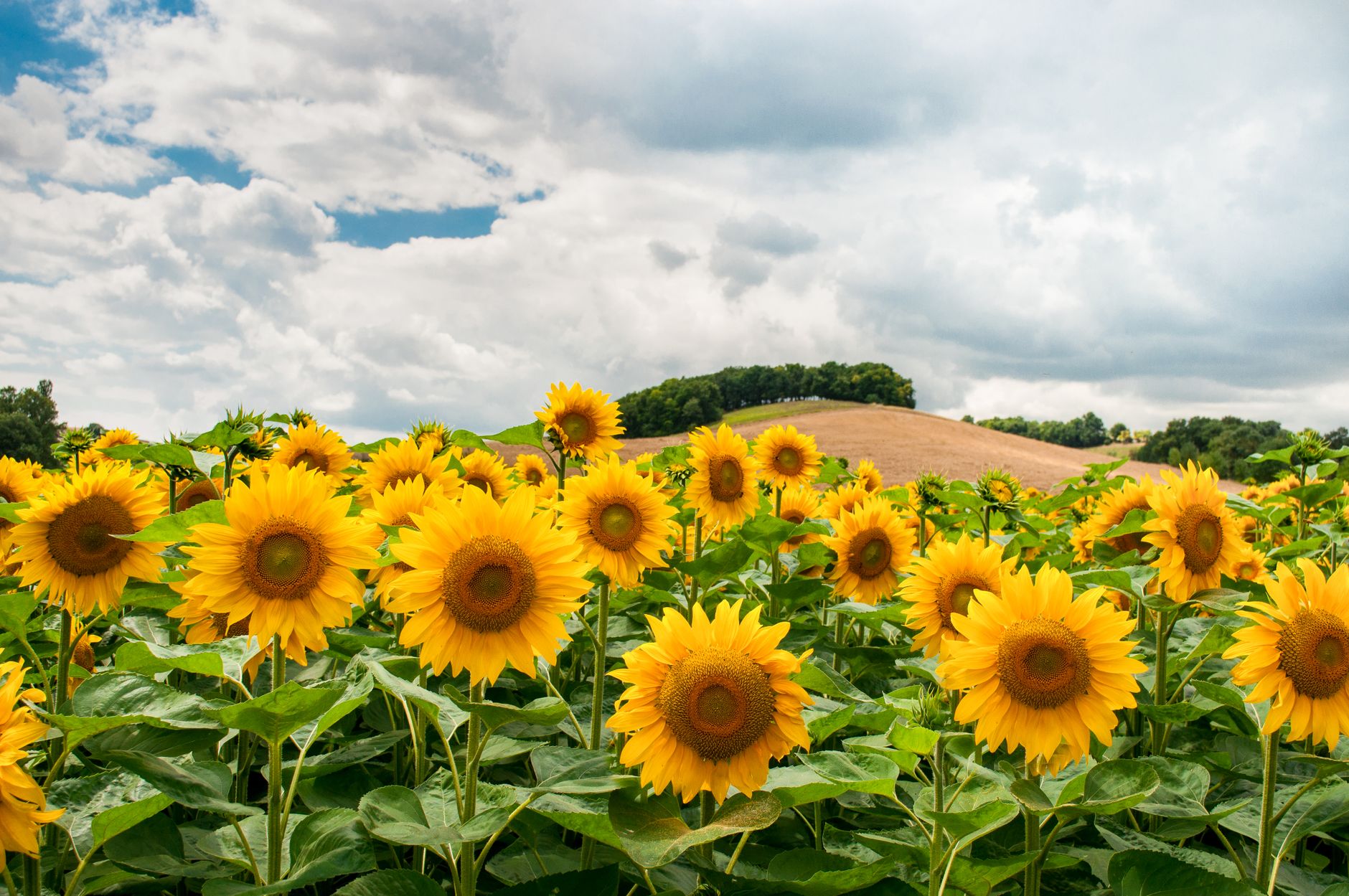 combining deep planting hilling staking sunflower