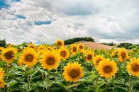 在郁郁葱葱的田野上，明亮的向日葵盛开着，天空阴沉