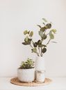 Two White Flower Vases