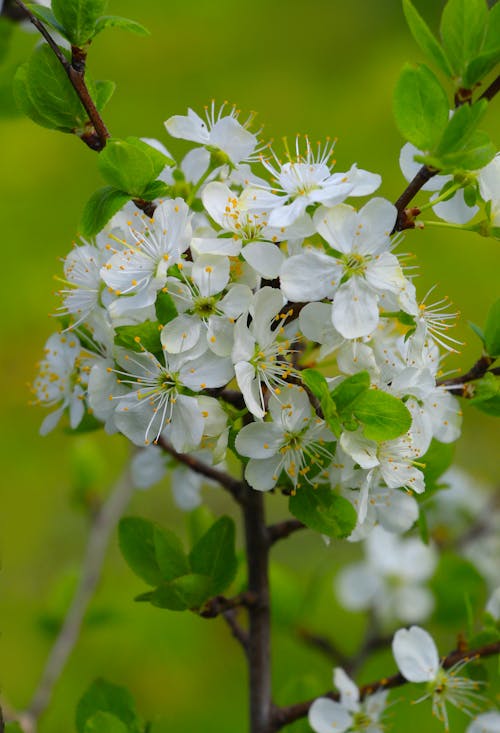 A close up of a white flower on a tree