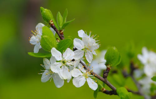 Gratis lagerfoto af æble, blomster, busk