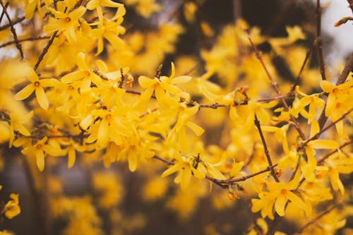 бесплатная Фотография цветочного дерева с желтыми лепестками в селективном фокусе Стоковое фото