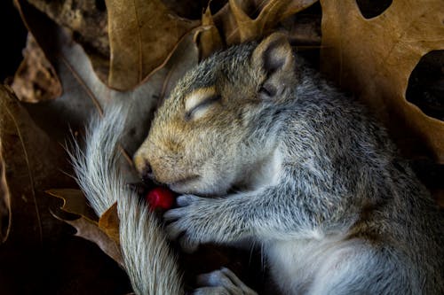 Free stock photo of baby squirrel, cute, dead