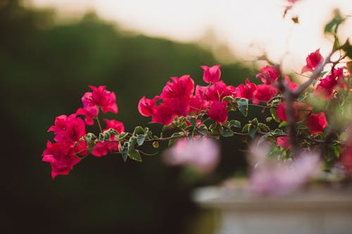 Red Flowers in Bloom