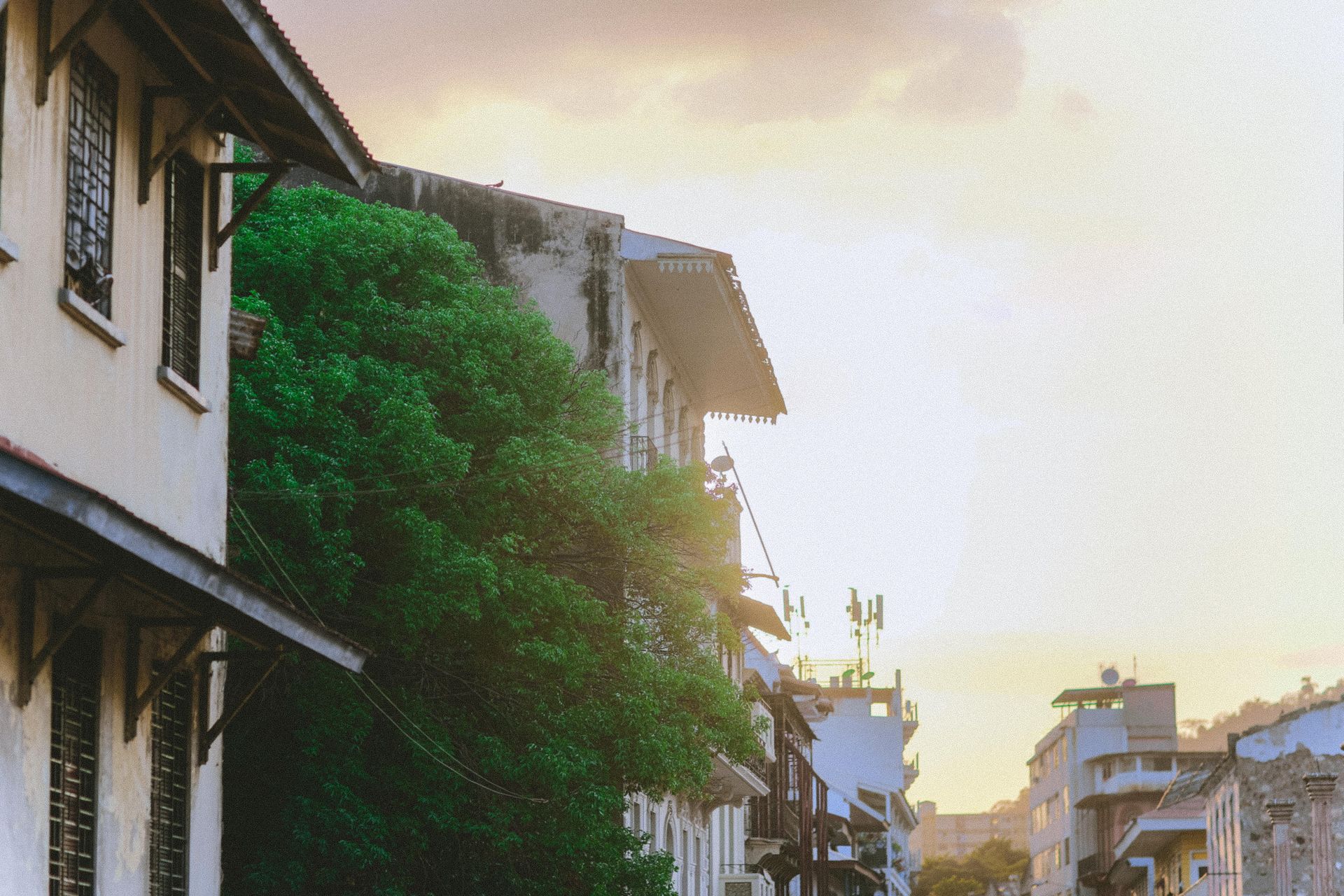 Charming urban street at sunset featuring historic buildings and lush greenery.