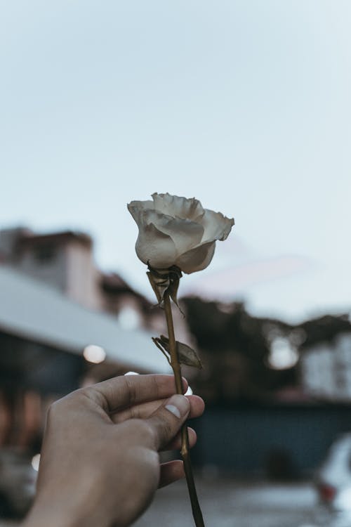 Free Photo of Person Holding White Flower Stock Photo