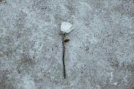 一朵白玫瑰静卧于纹理丰富的混凝土表面，呈现出极简主义的美学