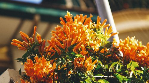 Free Bright orange flowers in full bloom outdoors, showcasing vibrant colors and lush green leaves. Stock Photo