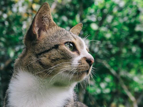 Free Close Up Photo of Gray and White Tabby Cat Stock Photo