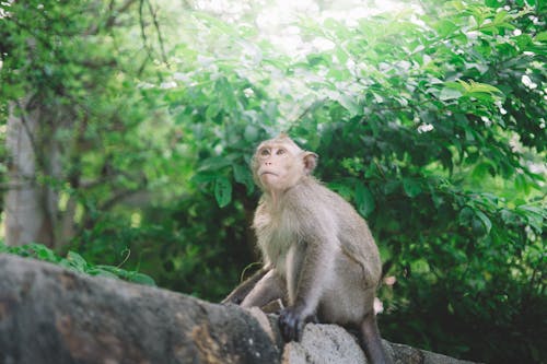 Grey Monkey On Tree Branch · Free Stock Photo - 500 x 333 jpeg 31kB