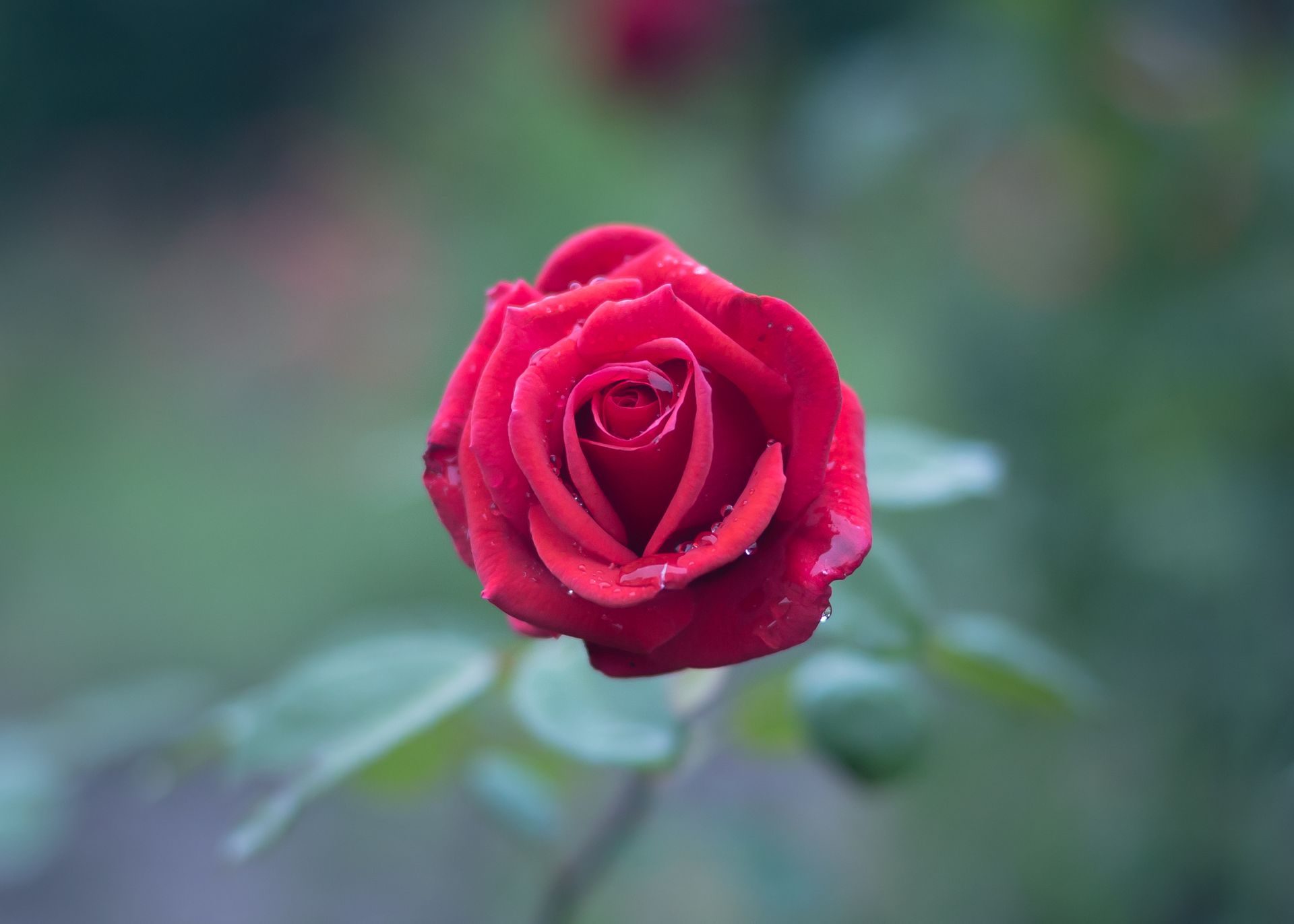 Red Rose
