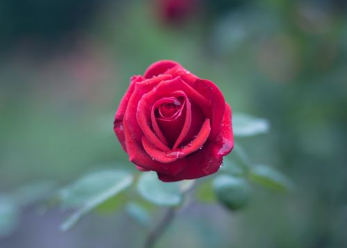 Free A vibrant red rose in full bloom with dew drops on petals, captured in a serene garden setting. Stock Photo
