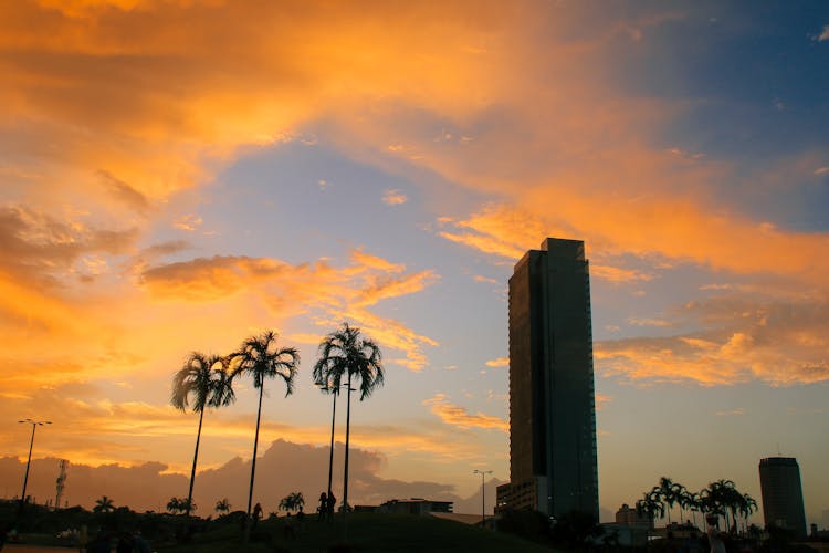 Silhouette Photo Of Building And Palm Trees