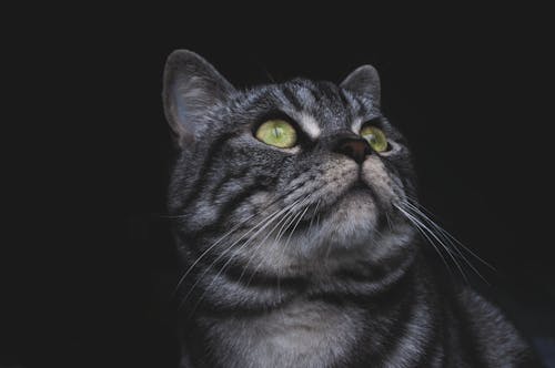 무료 줄무늬 고양이의 클로즈업 사진 스톡 사진