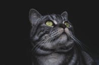 一只可爱的灰色虎斑猫，绿眼睛引人注目，毛皮特写清晰