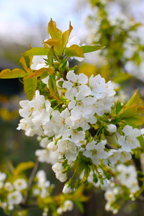 A close up of white flowers on a tree