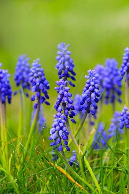 Blue flowers in the grass with green leaves