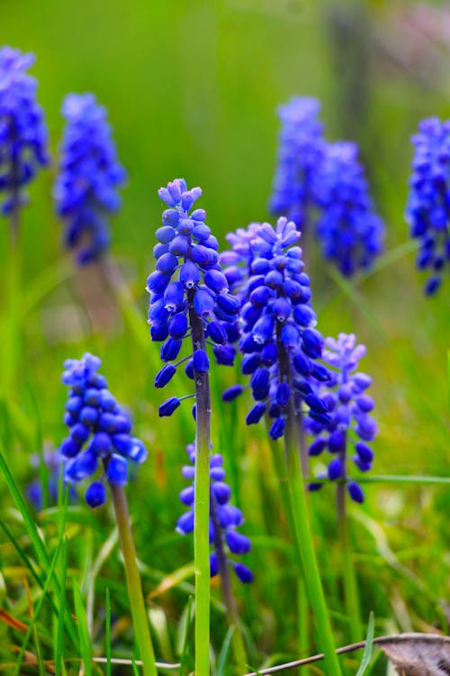 Gratis lagerfoto af bane, blå, blomster