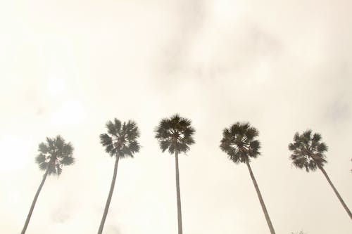 Základová fotografie zdarma na téma fotografie z nízkého úhlu, jasný, kokosové palmy